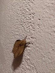 Travassosula subfumata