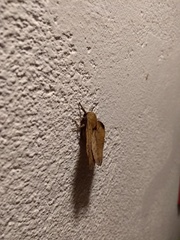 Travassosula subfumata