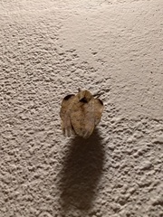 Travassosula subfumata