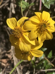Bidens rubifolia
