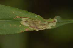 Calycomyza solidaginis