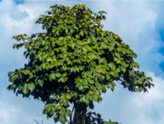 Gyrocarpus americanus