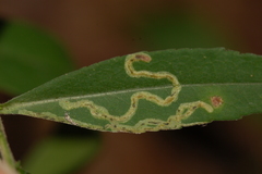 Liriomyza eupatorii