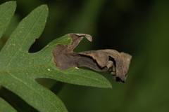 Agromyza ambrosivora