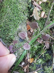 Scutellaria novae-zelandiae