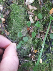 Scutellaria novae-zelandiae