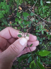 Scutellaria novae-zelandiae