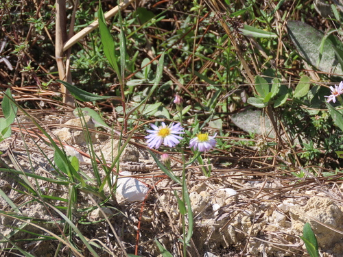 Symphyotrichum simmondsii image
