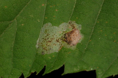Phyllonorycter tiliacella