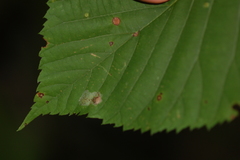 Phyllonorycter tiliacella