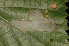 Phyllonorycter lucetiella