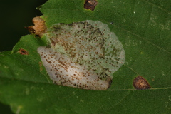 Phyllonorycter tiliacella
