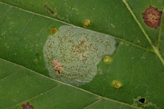Phyllonorycter tiliacella