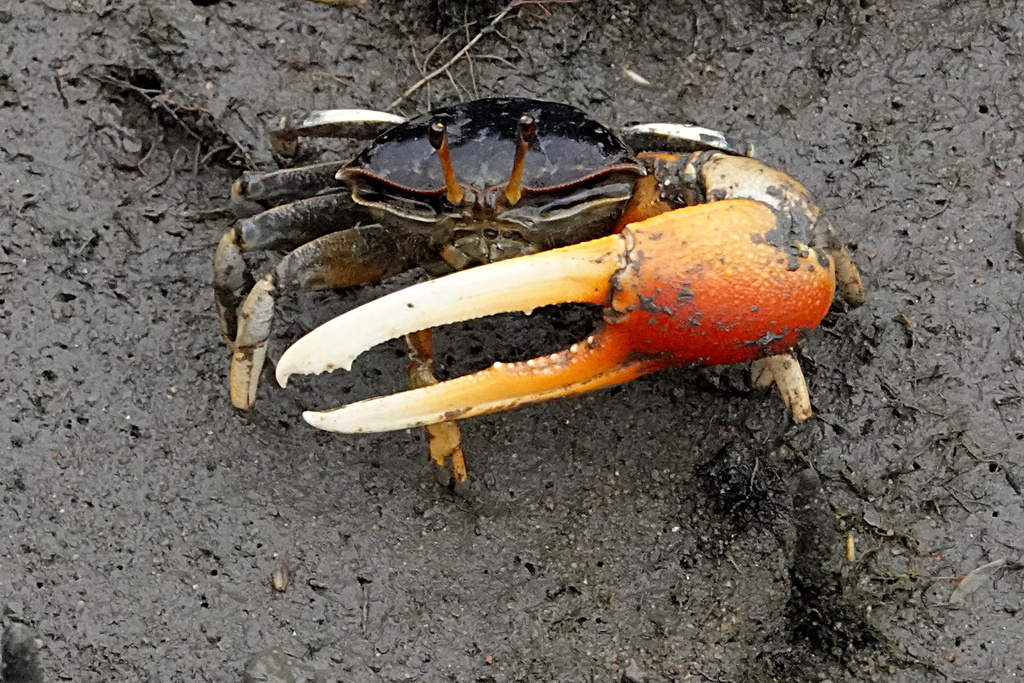 Compressed Fiddler Crab