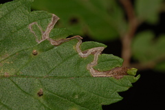 Stigmella apicialbella