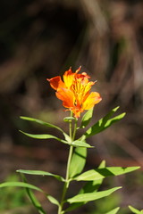 Alstroemeria aurea
