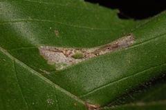 Phyllonorycter argentinotella