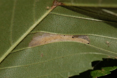 Phyllonorycter argentinotella