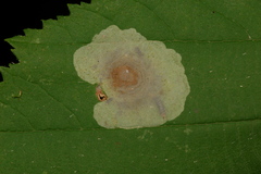 Cameraria corylisella