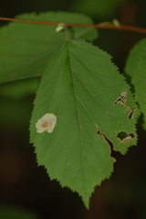 Cameraria corylisella