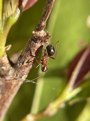 Hyalymenus longispinus