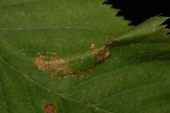 Phyllonorycter ostryaefoliella