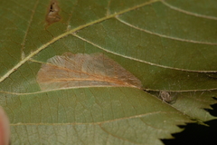 Phyllonorycter ostryaefoliella