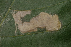 Ectoedemia trinotata