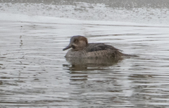 Lophodytes cucullatus