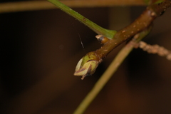 Ectoedemia trinotata