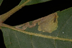 Ectoedemia trinotata