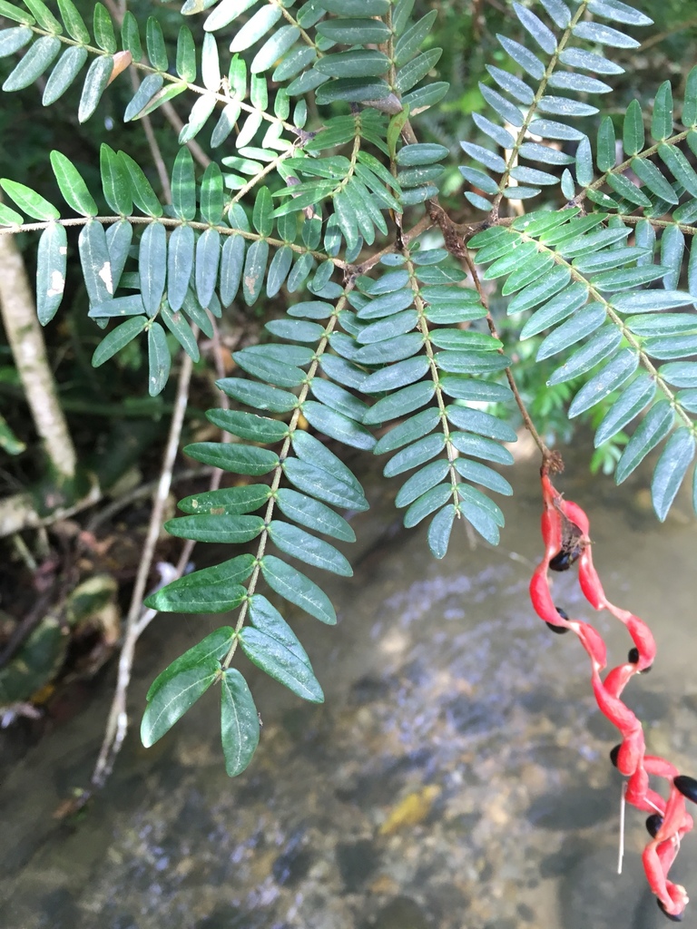 Cojoba graciliflora
