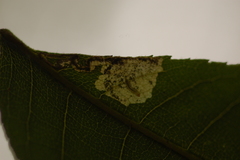Ectoedemia trinotata