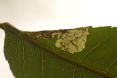 Ectoedemia trinotata