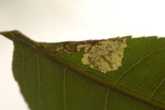 Ectoedemia trinotata