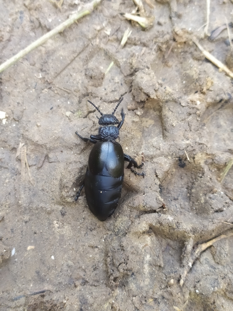 Meloe tuccius