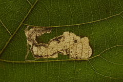 Ectoedemia trinotata