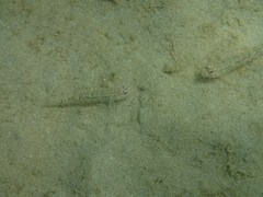 Istigobius