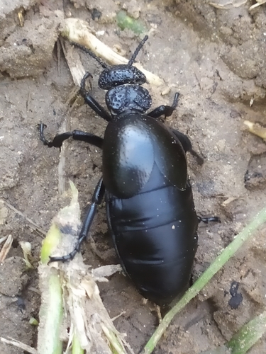 Meloe tuccius tuccius