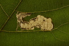 Ectoedemia trinotata