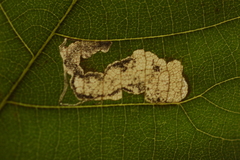 Ectoedemia trinotata