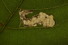 Ectoedemia trinotata