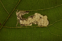 Ectoedemia trinotata