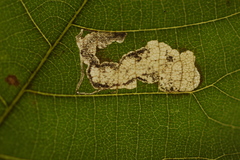 Ectoedemia trinotata