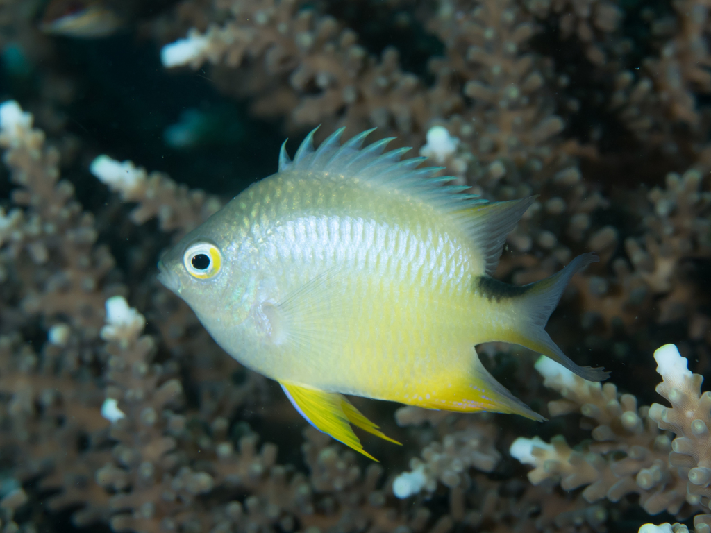 Ternate Damsel