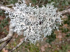 Pseudevernia