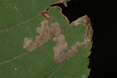 Ectoedemia trinotata