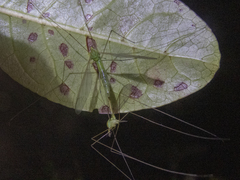 Leptotarsus holochlorus