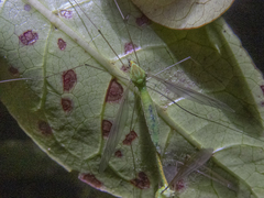 Leptotarsus holochlorus