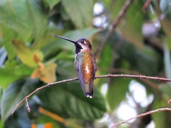 Heliomaster longirostris